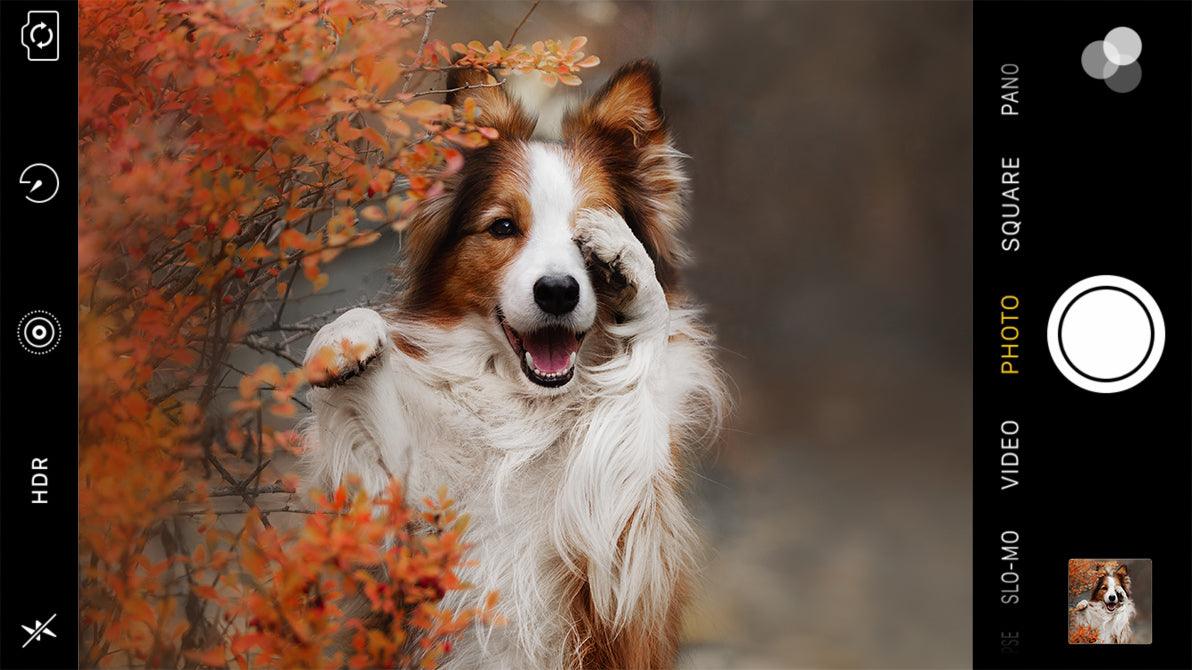 7 ProTips On How To Take The Best Portraits Of Your Pets With Your iPhone - ShiftCam