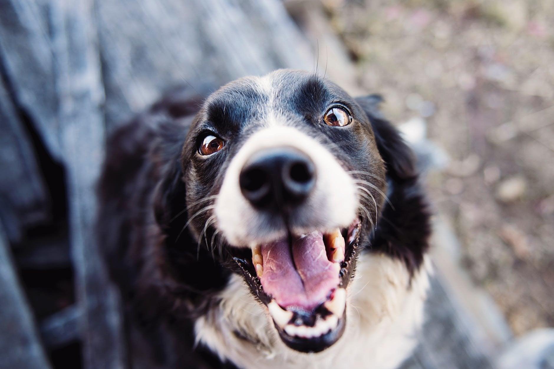Simple Tips for Woof-Worthy Photos - ShiftCam