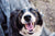Simple Tips for Woof-Worthy Photos - ShiftCam